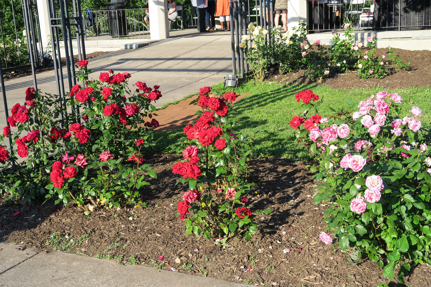 Parks and Recreation Hosting 2023 New Britain Rose Garden Festival